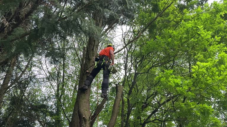 Best Weed Control  in Blasdell, NY