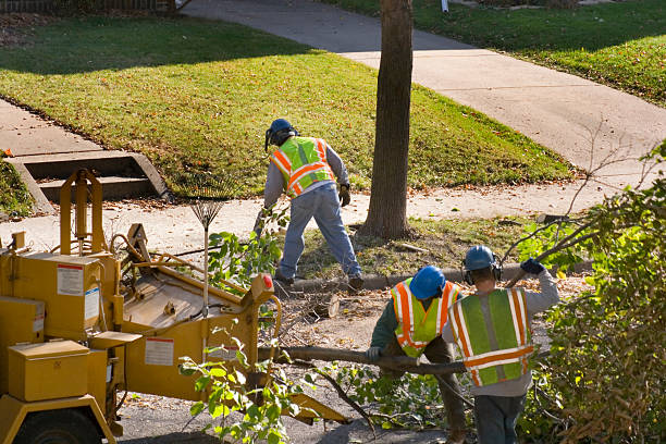 Blasdell, NY Tree Removal Company