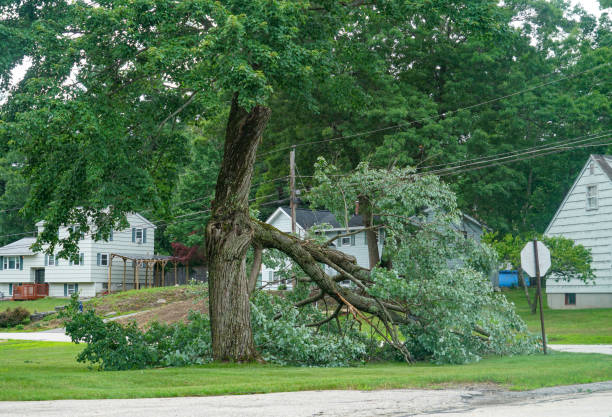 Best Arborist Consultation Services  in Blasdell, NY